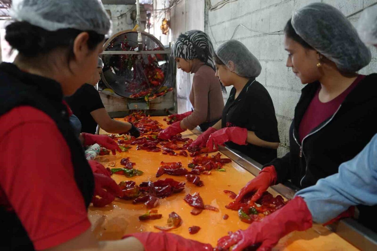 Gaziantep'te kadınlar, kırmızı biber hasatının ardından salça üretimi için yoğun