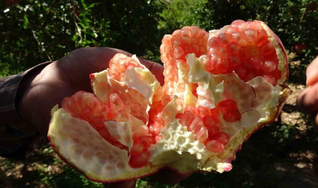 Oğuzeli’nde Nar Hasadı Başladı: Geçim Kaynağı Olan Coğrafi İşaretli Nar İçin Yüksek Rekolte Bekleniyor Gaziantep'in Oğuzeli ilçesinde coğrafi işaretli nar hasadı başladı. Çiftçi Mehmet