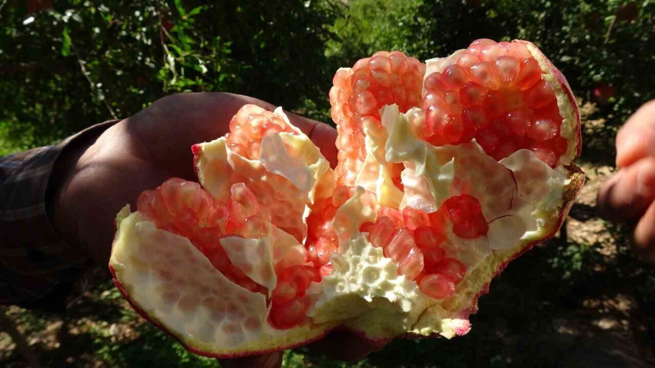 Gaziantep'in Oğuzeli ilçesinde coğrafi işaretli nar hasadı başladı. Çiftçi Mehmet