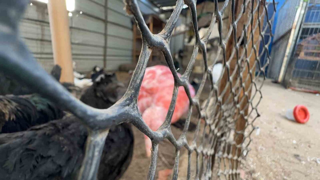 Gazze Şeridi’nin en eski hayvanat bahçesinin sahibi Fathi Jumaa, İsrail