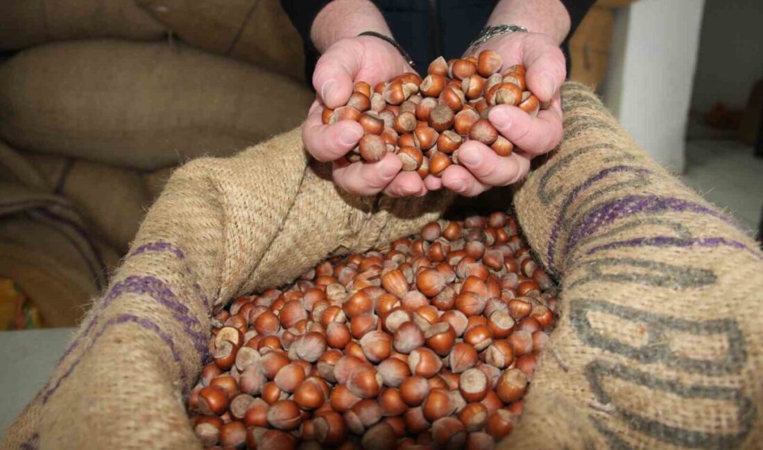 Giresun'da serbest piyasada fındık fiyatları 315 lira seviyesinde işlem görüyor.