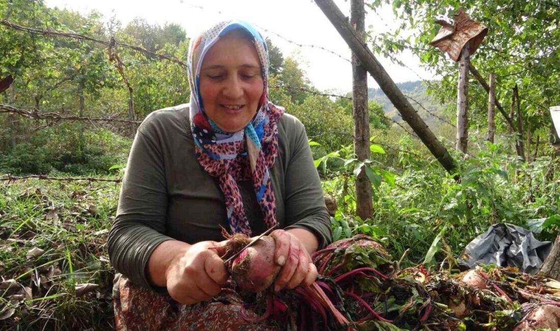 Giresunlu Köylü Kadınlar, Yaz Ürünleriyle Kış Hazırlıklarını Geleneksel Yöntemlerle Sürdürüyor Giresun'un Yavuzkemal Beldesi'nde kadınlar, yaz boyunca yetiştirdikleri sebze ve meyvelerle