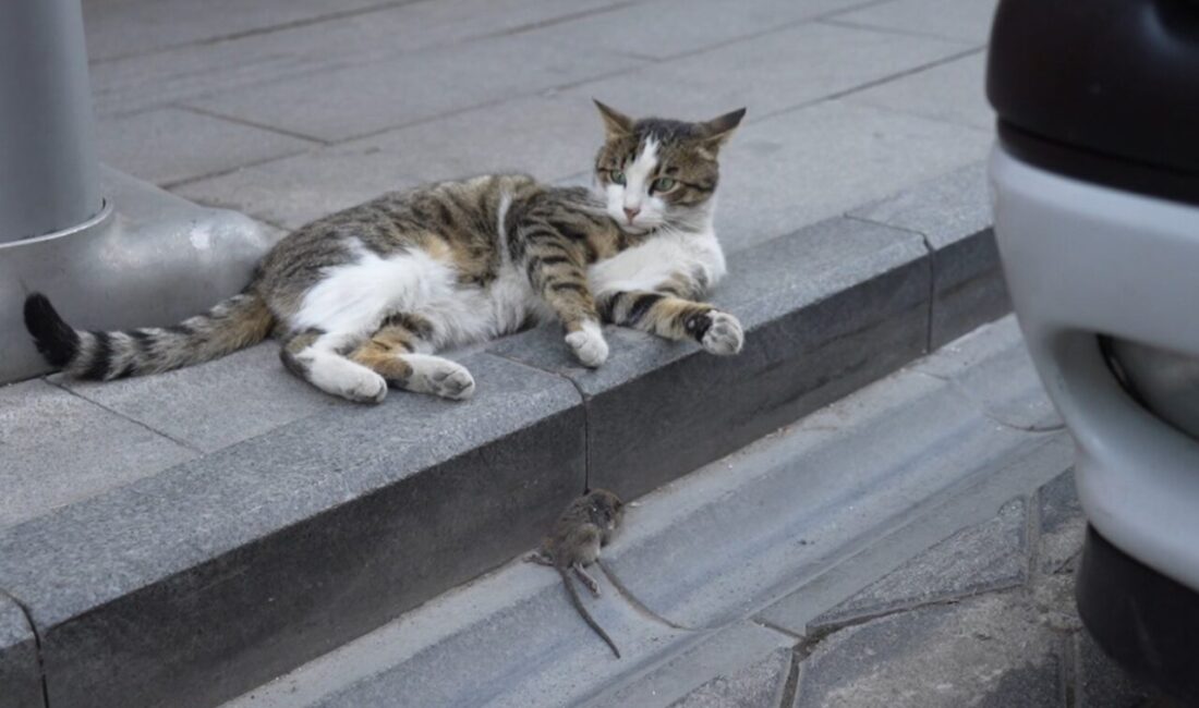Gümüşhane Cumhuriyet Caddesi'nde bir kedi, yakaladığı fareyle oynarken kameralara yansıdı.