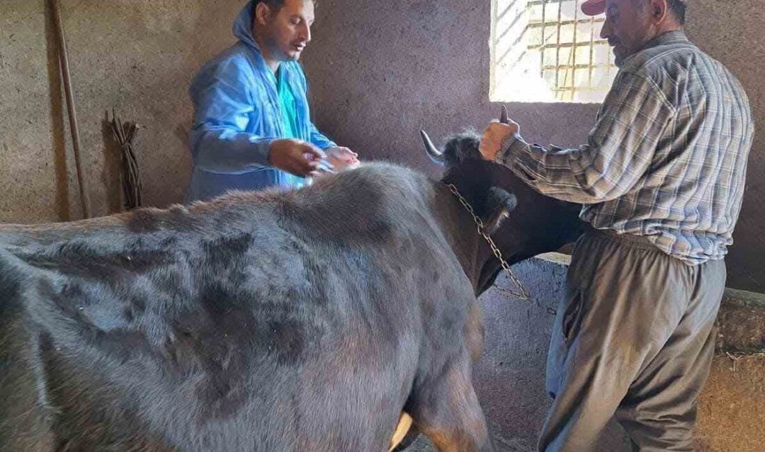 Bitlis'in Güroymak İlçe Tarım ve Orman Müdürlüğü, hayvancılıktaki verimliliği artırmak