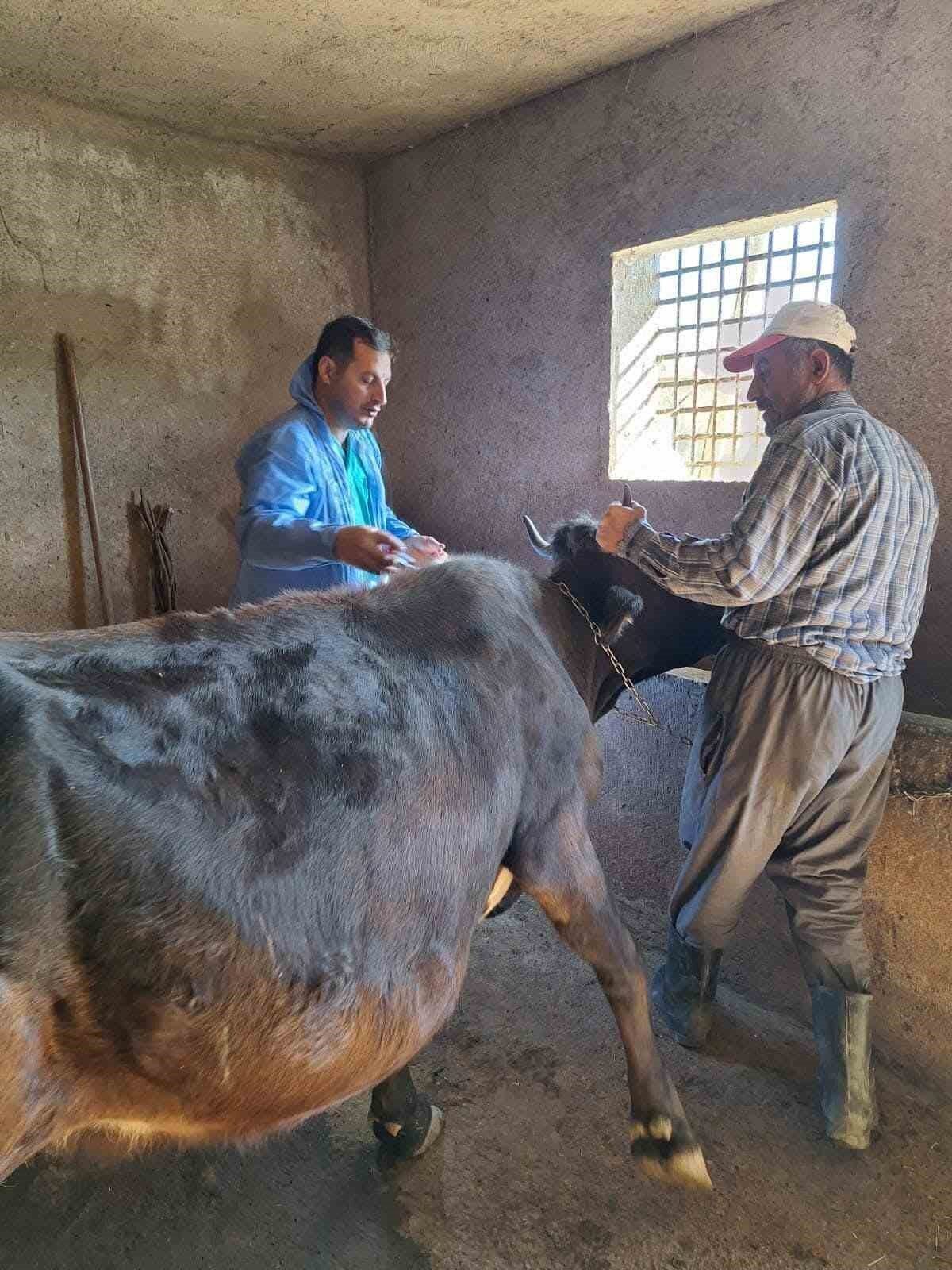 Bitlis'in Güroymak İlçe Tarım ve Orman Müdürlüğü, hayvancılıktaki verimliliği artırmak