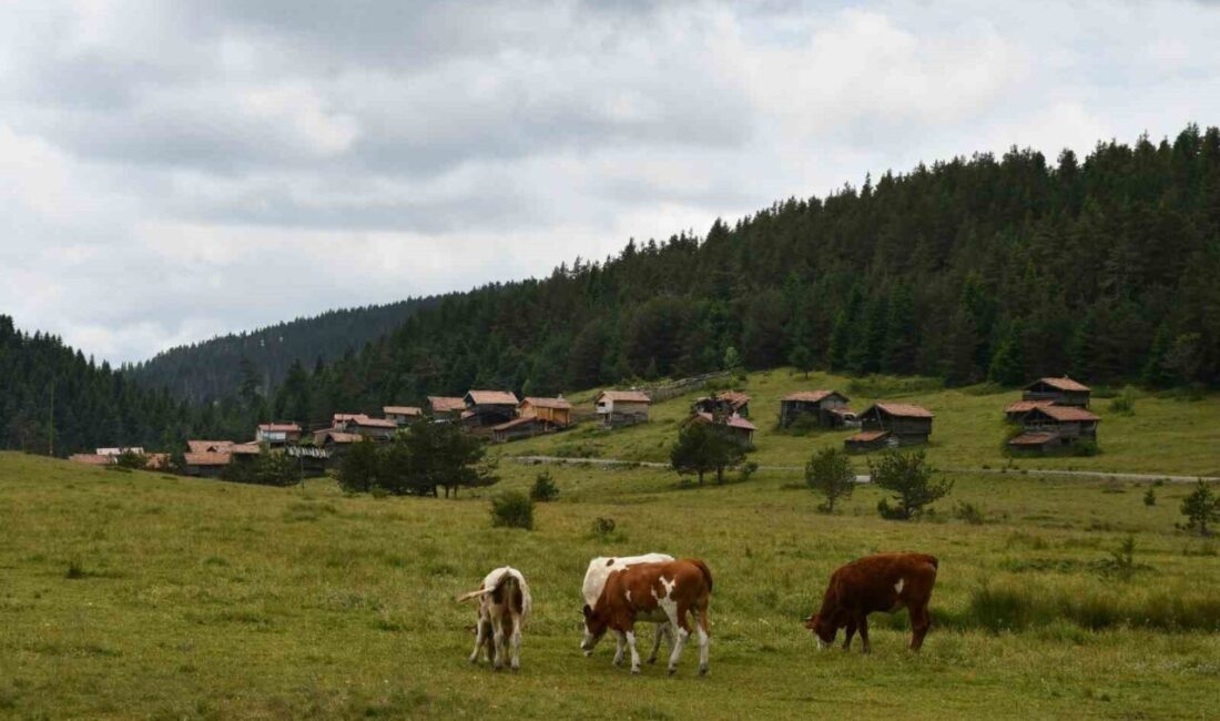 Kastamonu Araç Yaylaları: Doğanın Güzellikleri Hayvancılıkla Buluşuyor Kastamonu'nun Araç ilçesinde, 33 yayla hem doğa güzellikleriyle ziyaretçileri büyülüyor