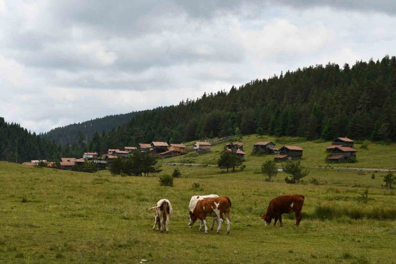 Kastamonu'nun Araç ilçesinde, 33 yayla hem doğa güzellikleriyle ziyaretçileri büyülüyor