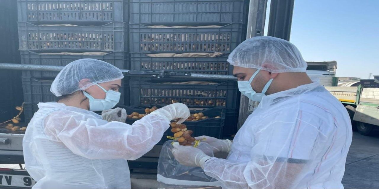 Şırnak'taki Habur Sınır Kapısı'ndan ithal edilen taze hurmalar, gıda güvenliği