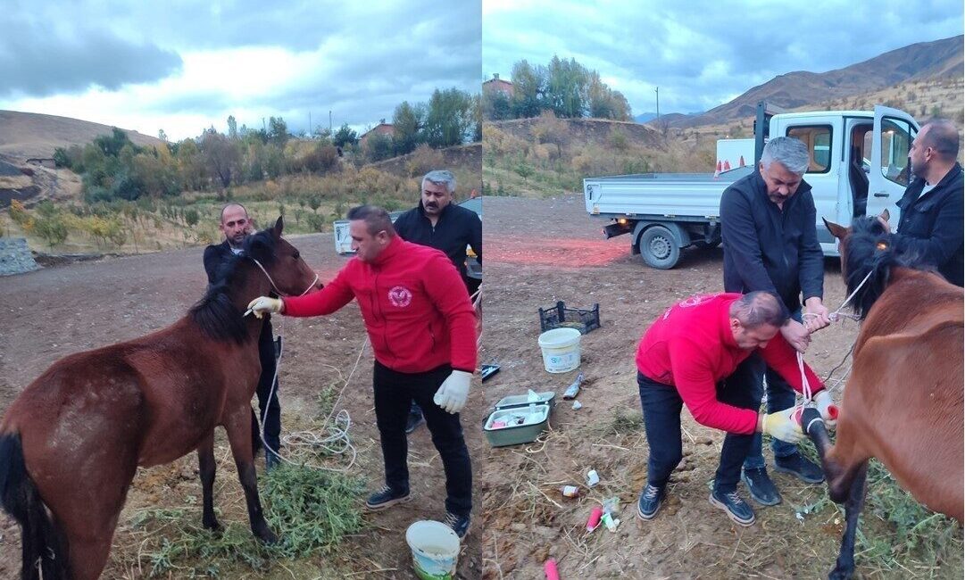 Hakkari’de Yaralı At Kurtarıldı, Sağlık Durumu İyi! Hakkari’nin Otluca köyünde sol arka ayağında kırık bulunan bir at,