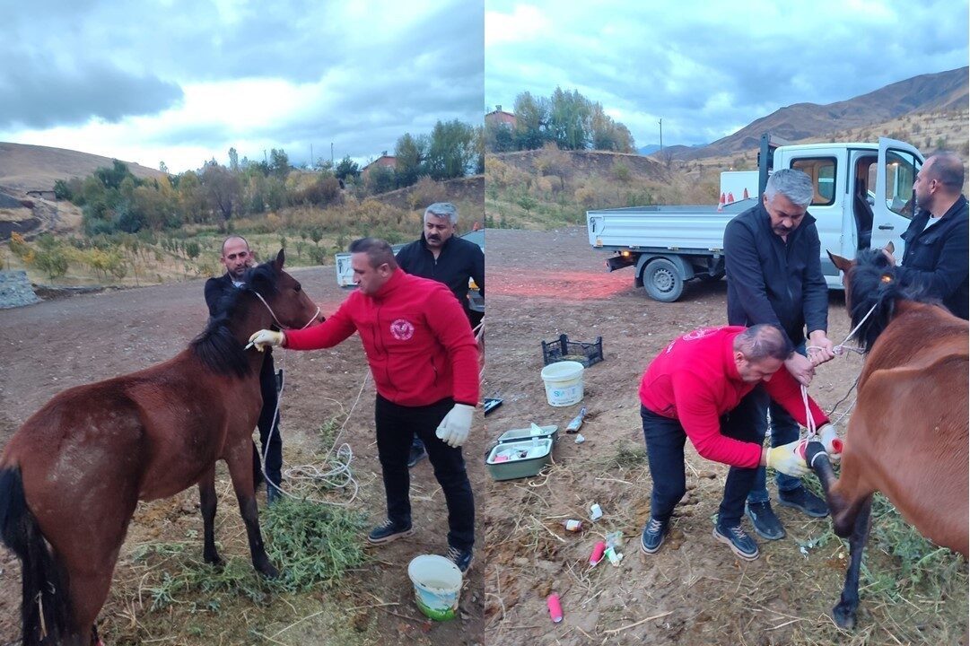 Hakkari’nin Otluca köyünde sol arka ayağında kırık bulunan bir at,