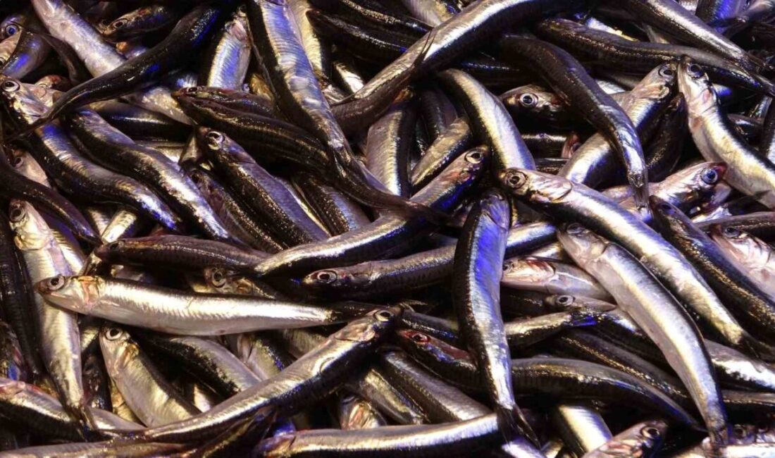 Karadeniz’de hamsi av sezonu başlamasına rağmen, Türkiye karasularında avlanan hamsilerin