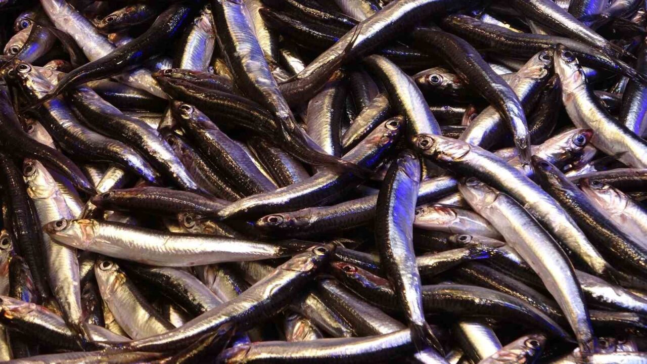 Karadeniz’de hamsi av sezonu başlamasına rağmen, Türkiye karasularında avlanan hamsilerin