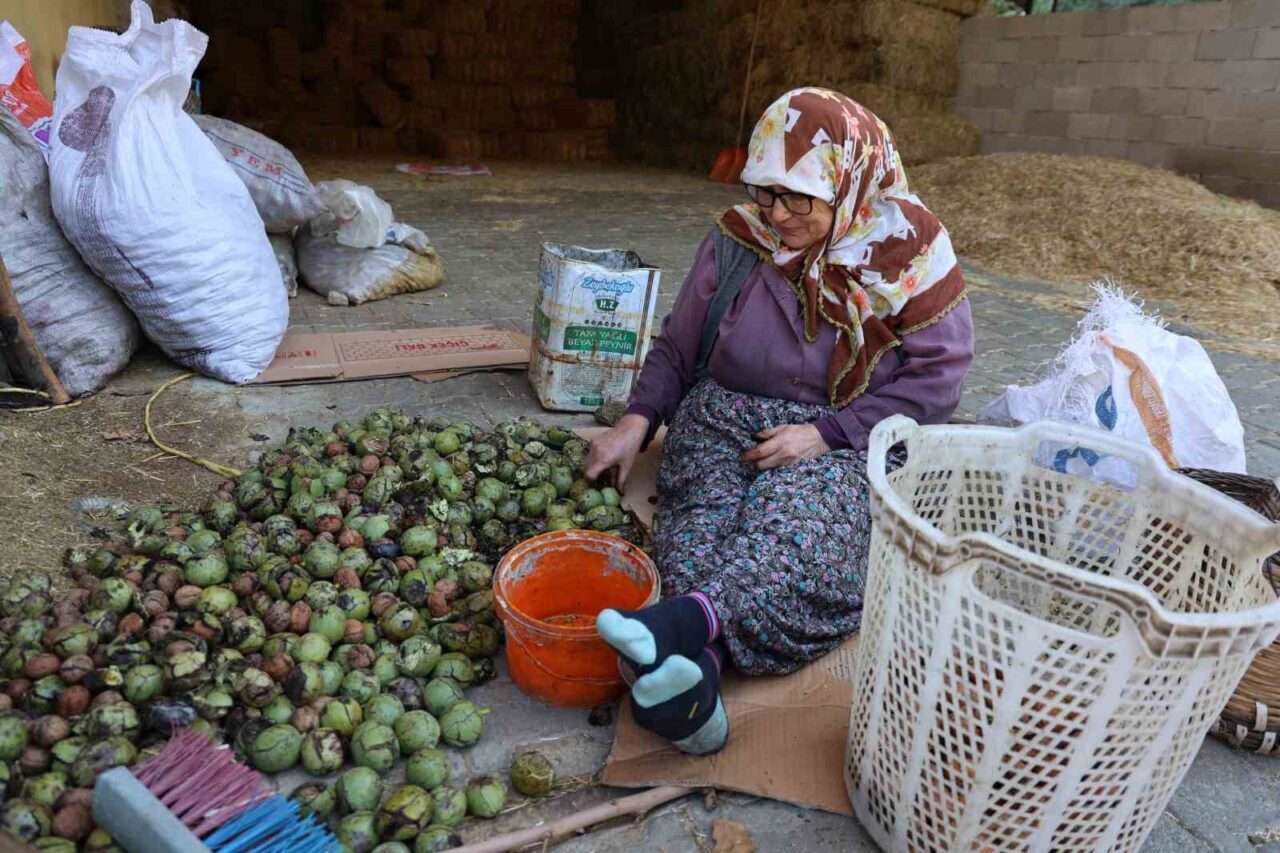 Köşklü üreticiler, ceviz hasadında sona yaklaşırken, topladıkları cevizleri geleneksel yöntemlerle
