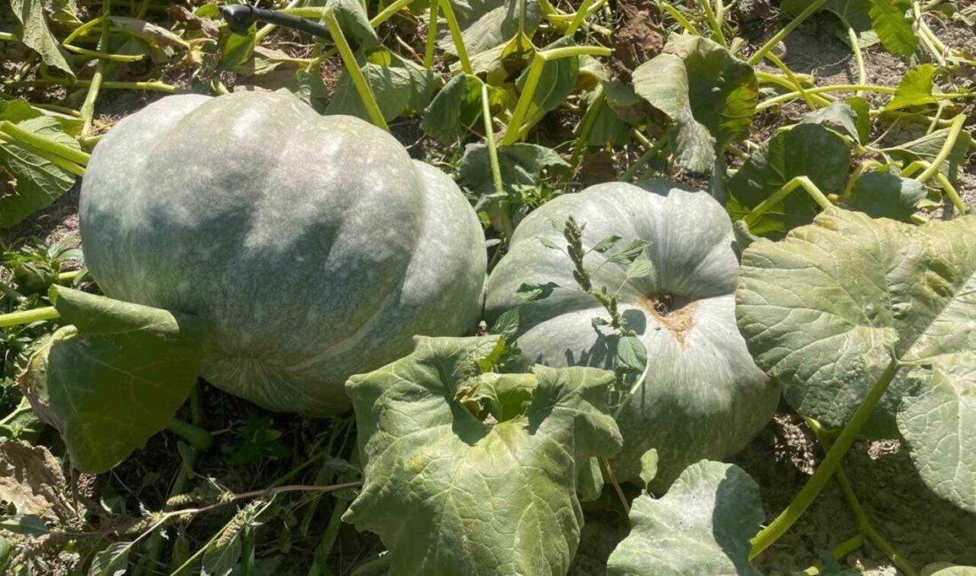 Çiftçi Yurdagül Çavdar, bahçesindeki kabakları hasat ederken 40 kilograma ulaşan