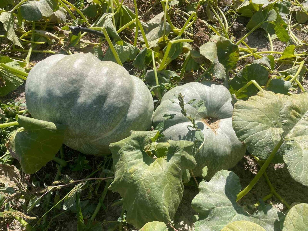 Çiftçi Yurdagül Çavdar, bahçesindeki kabakları hasat ederken 40 kilograma ulaşan