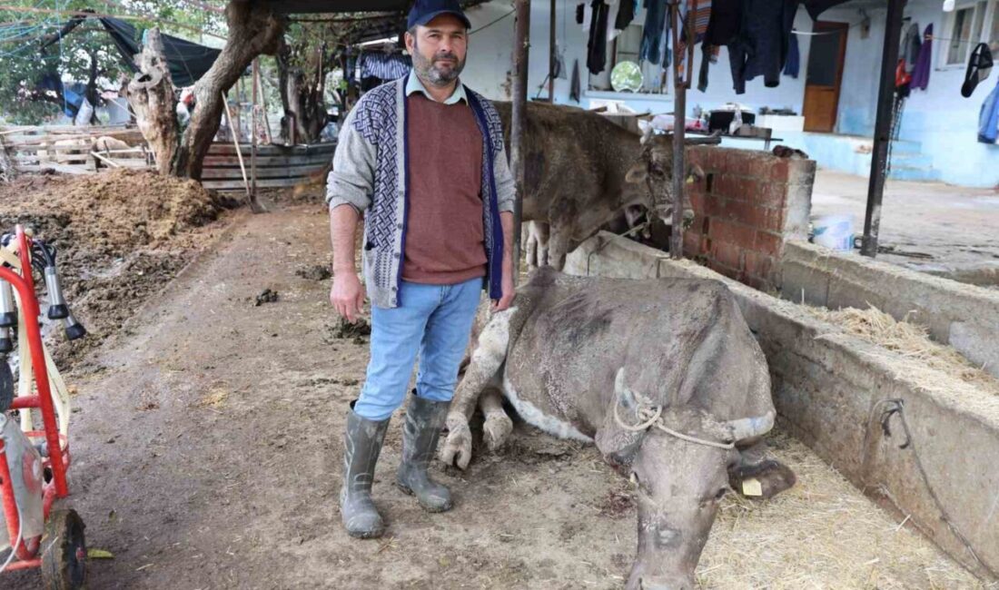 Aydın'ın Efeler ilçesinde dün akşam etkili olan sağanak yağış sonrası