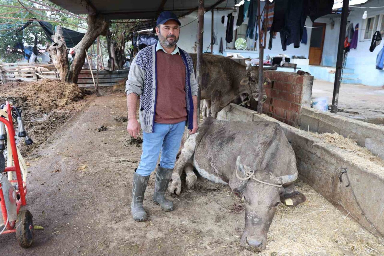 Aydın'ın Efeler ilçesinde dün akşam etkili olan sağanak yağış sonrası