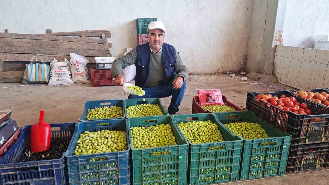 Kütahya'nın Hisarcık ilçesinde vatandaşlar, salamura yeşil ve siyah zeytin yapımına