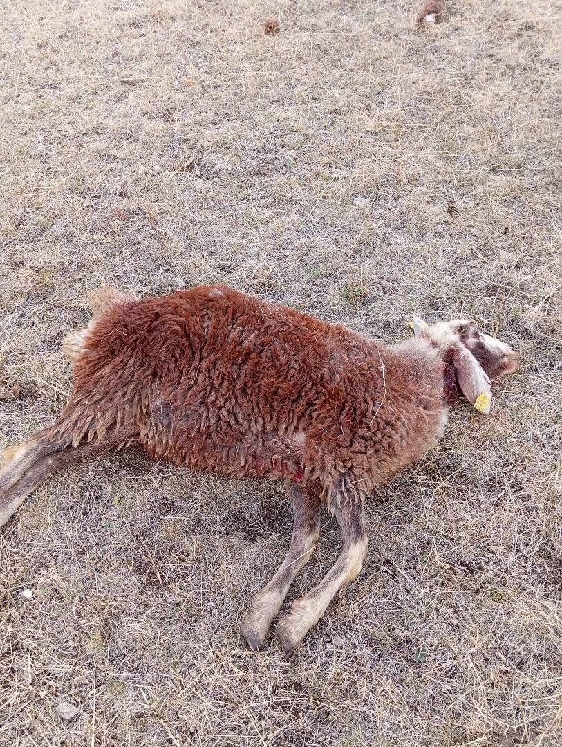 Erzurum'un Horasan ilçesine bağlı Hasan Bey köyünde koyun sürüsüne kurtlar