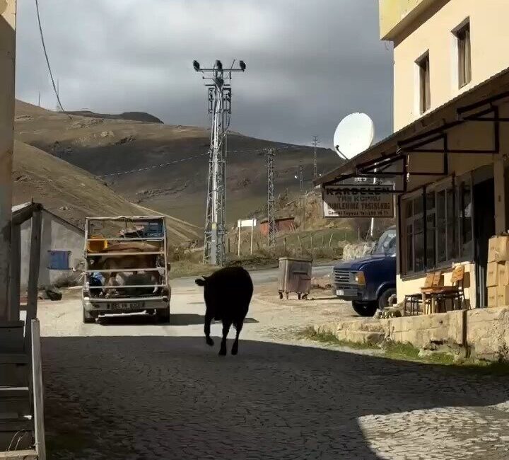 Taşköprü Yaylası’ndaki Hayvan Dostluğu: İneklerin Ayrılık Anı Sosyal Medyada Yankı Uyandırdı Gümüşhane'deki Taşköprü Yaylası'nda yaz boyunca birlikte otlayan iki inekten birinin
