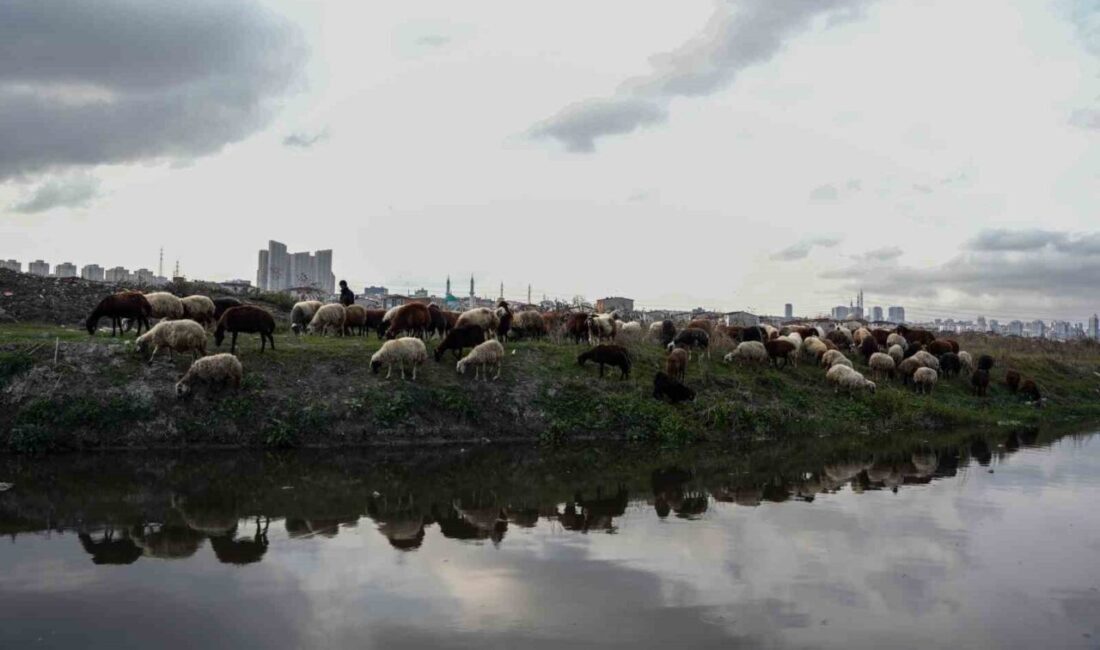 Küçükçekmece Gölü, Avcılar Firüzköy Mahallesi’nde dökülen kirli dereden dolayı siyah