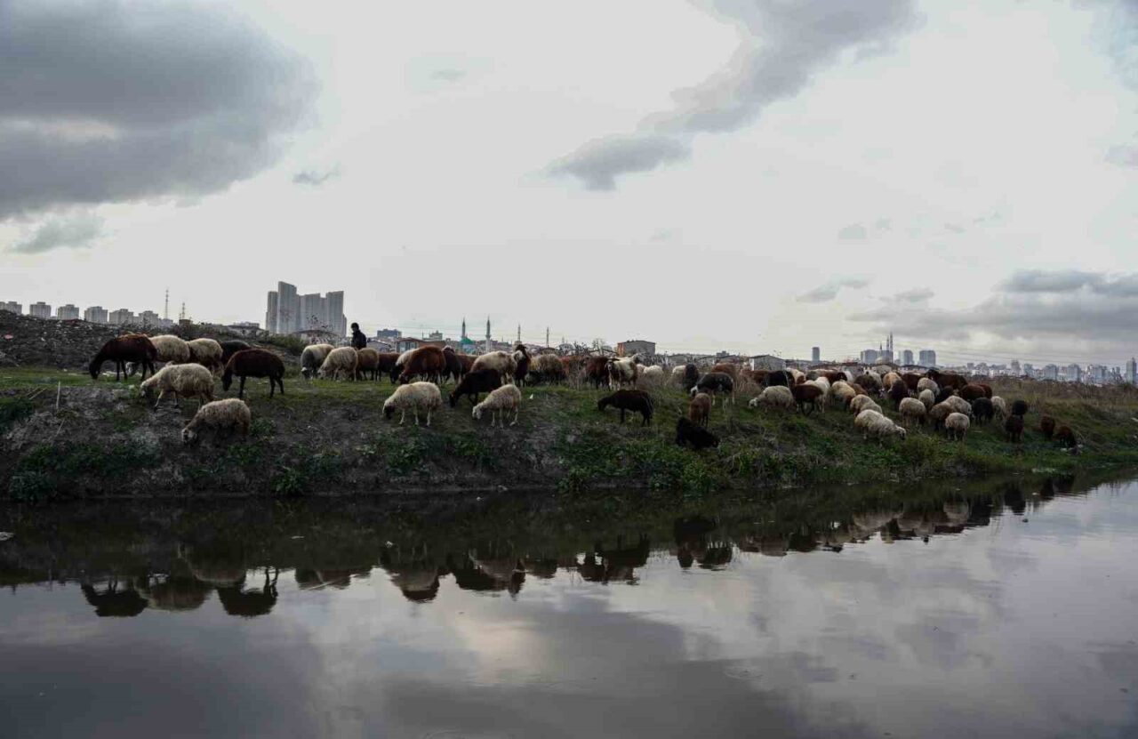 Küçükçekmece Gölü, Avcılar Firüzköy Mahallesi’nde dökülen kirli dereden dolayı siyah