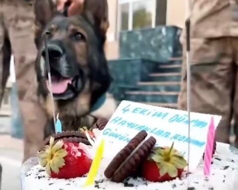 Van İl Jandarma Komutanlığı, 4 Ekim Dünya Hayvanları Koruma Günü’nü