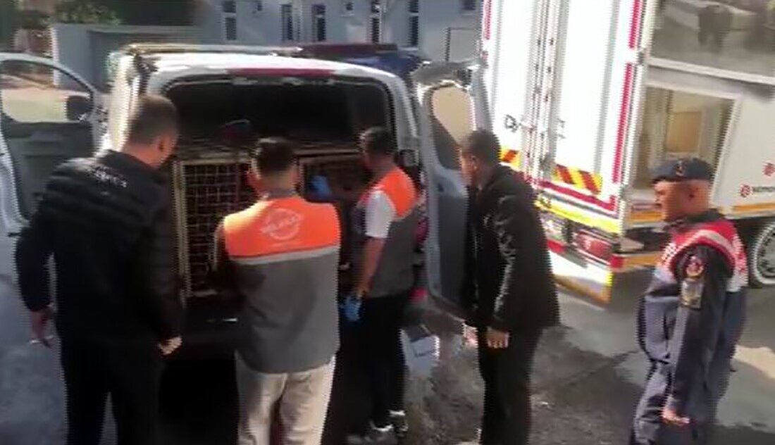 Kayseri'nin Melikgazi ilçesinde jandarma, köpek dövüşü düzenleyen 13 kişiyi suçüstü