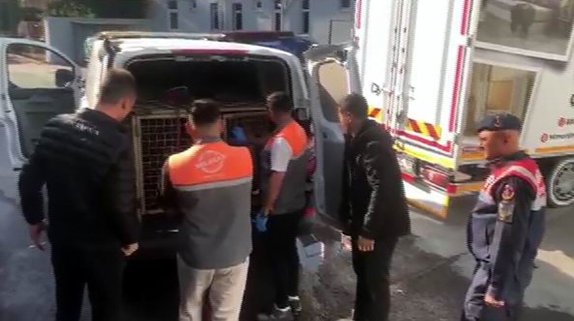 Kayseri’de Jandarma Ekiplerinin Operasyonunda 13 Köpek Dövüşçüsü Suçüstü Yakalandı