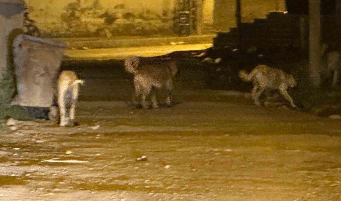 Kağızman’da Artan Sokak Köpeği Sayısı, Vatandaşları Tedirgin Ediyor Kars'ın Kağızman ilçesinde artan sokak köpeği popülasyonu, akşam saatlerinde sürü