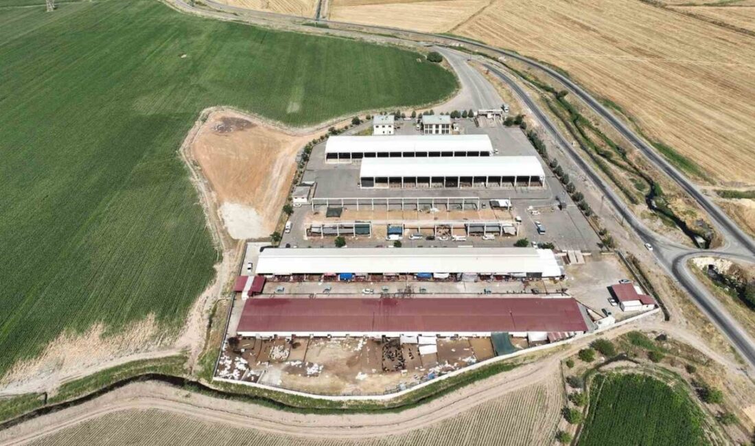 Kahramanmaraş’ta Canlı Hayvan Pazarı, Aşılama Çalışmalarının Ardından Yeniden Faaliyete Geçti Kahramanmaraş Büyükşehir Belediyesi, şap hastalığı nedeniyle 2 Temmuz 2025'te kapatılan