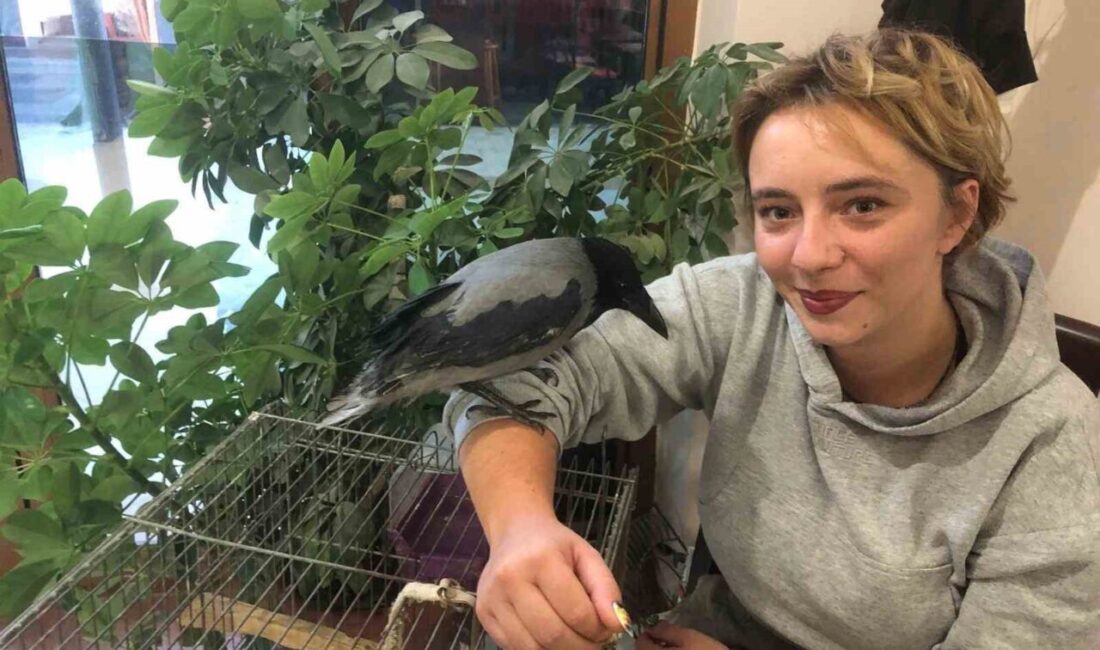 Muğla'nın Datça ilçesinde, tedavi sonrası sağlığına kavuşan Rıfkı isimli karga,