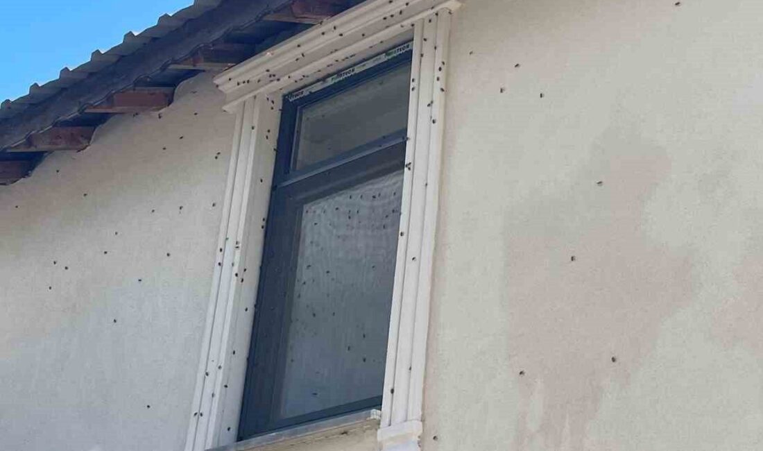Sakarya'nın Ferizli ve Kaynarca ilçelerinde, 2017'de Türkiye'de tespit edilen kahverengi