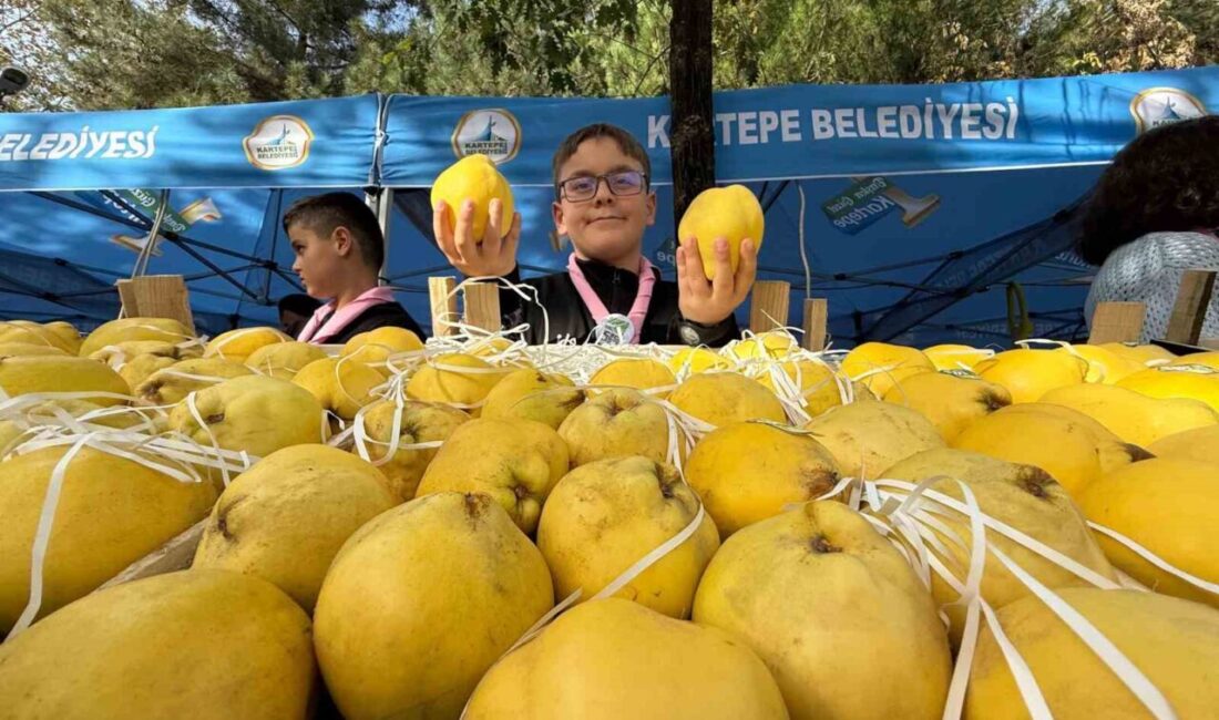 Kocaeli Kartepe'deki Eşme Ayva Festivali, yüksek kaliteli Eşme ayvasını tanıtmak