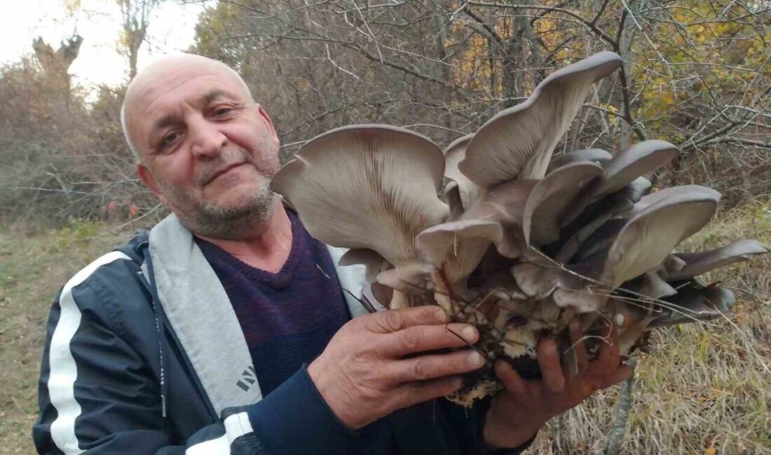 Sonbahar Yağmurlarının Ardından Kanlıca Mantarına Talep Artışı Gözlemleniyor Sonbahar yağmurlarının ardından doğada görülen Kanlıca mantarı, Ankaralıların ilgisini çekti.