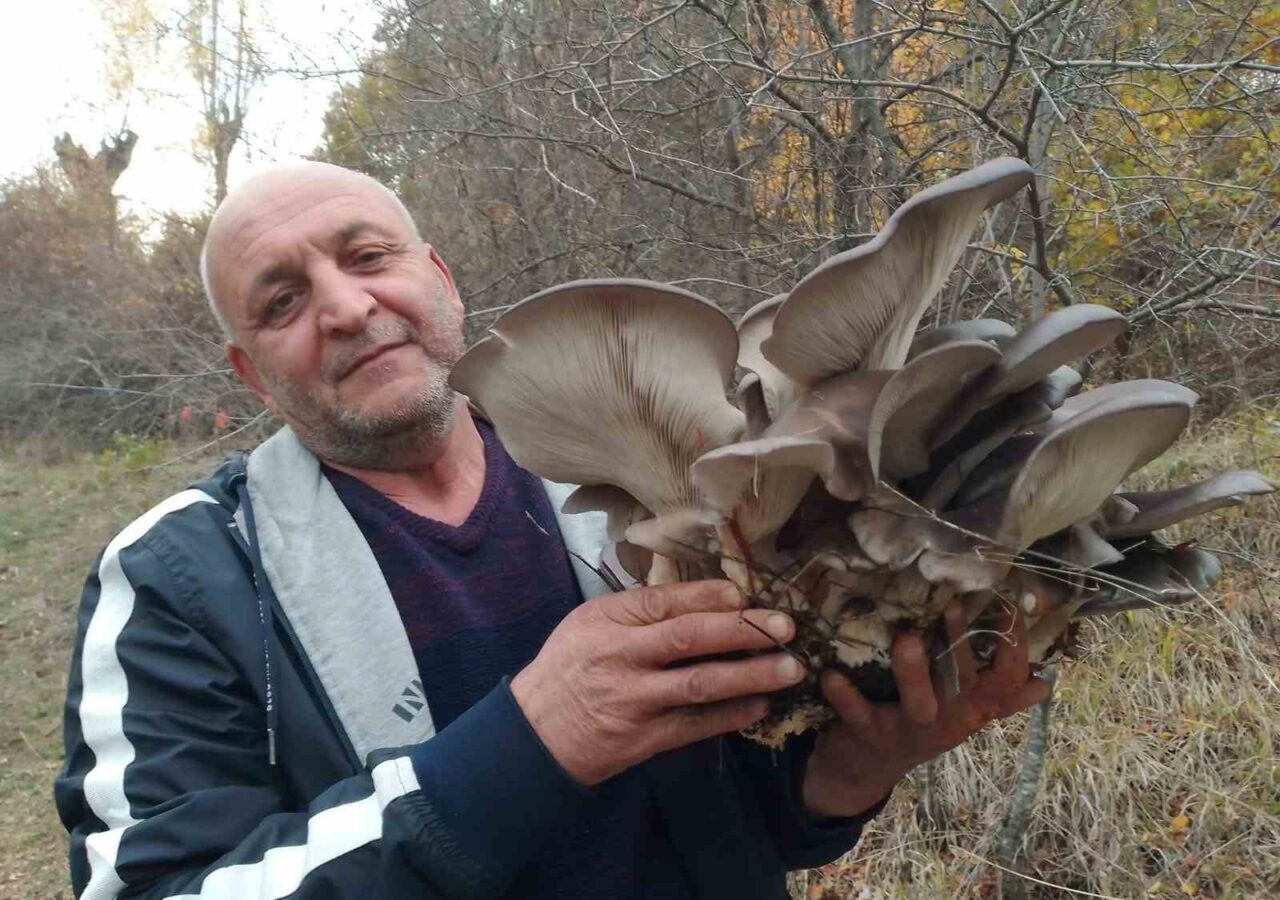 Sonbahar yağışları sonrasında doğada beliren Kanlıca mantarı, zengin besin içeriğiyle