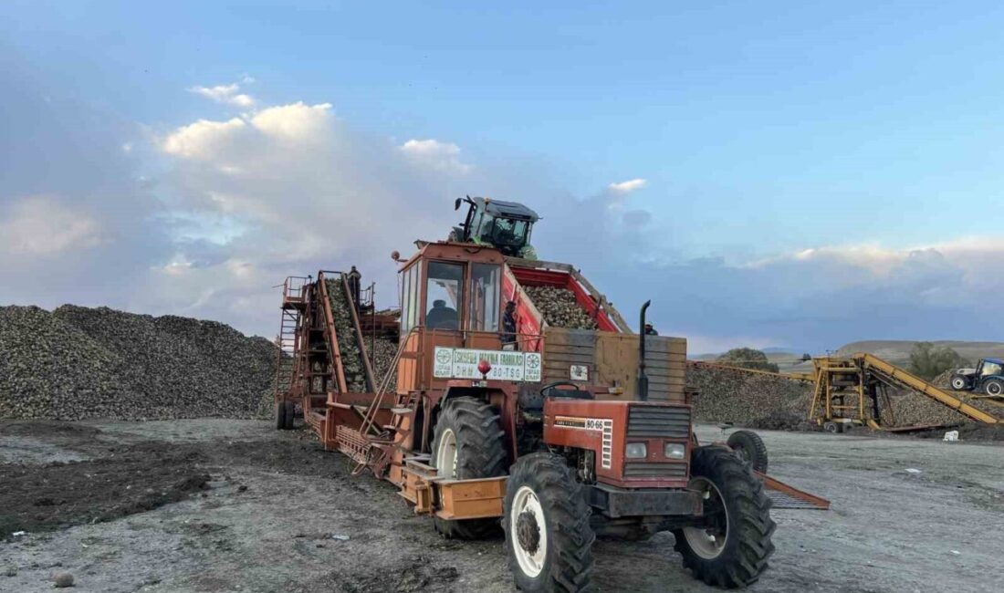 Kars'ta şeker pancarı hasadı sıcaklık düşüşü riski nedeniyle hızla devam