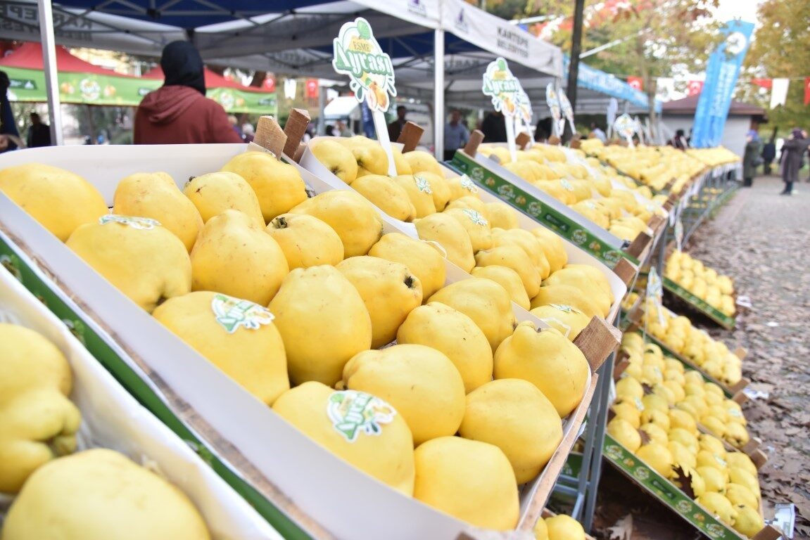 Kartepe Belediyesi, 26 Ekim Pazar günü Eşme Sahil'de Eşme Ayva
