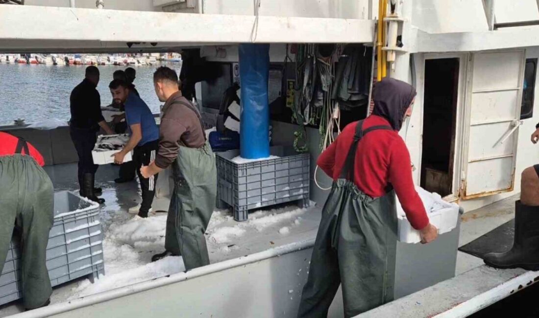Tekirdağ’ın Süleymanpaşa limanına dönen balıkçı tekneleri, avladıkları istavritlerle dolu kasalarla