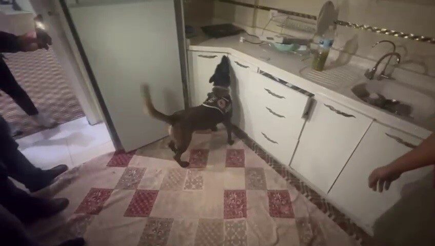 Hatay'da, M.R. isimli şahsın Reyhanlı'daki adresine gerçekleştirilen operasyonda, narkotik köpeği