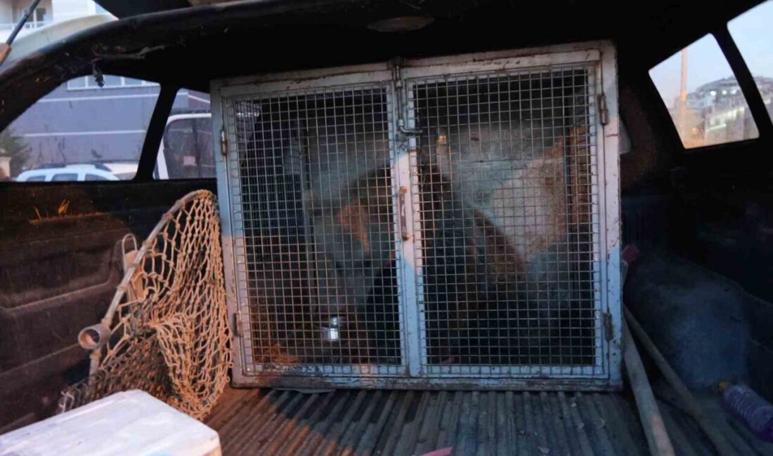 Küre'de annelerini kaybeden yavru ayılar, vatandaşlar tarafından beslenerek ilgi odağı