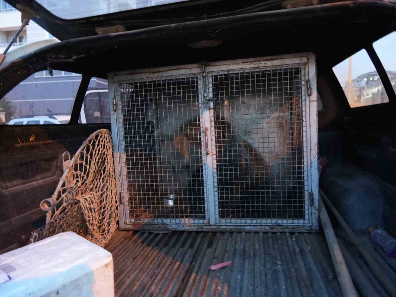 Küre’de Annesiz Kalan Yavru Ayılar Koruma Altına Alındı