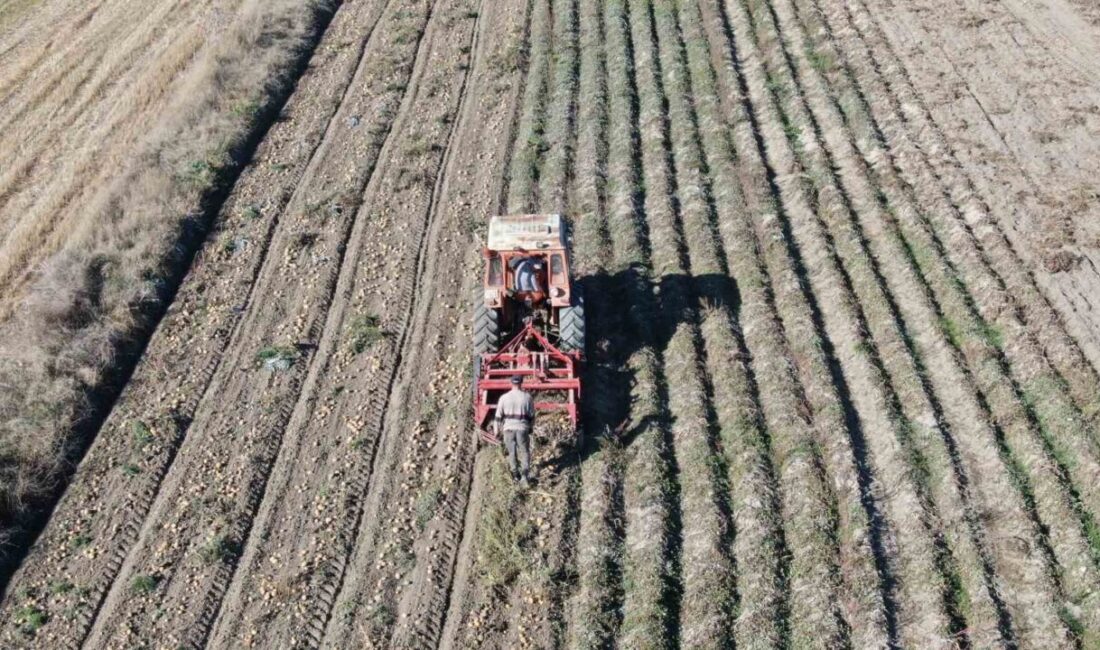 Kastamonu'da 7 bin 400 dekar alanda 30 bin ton patatesin
