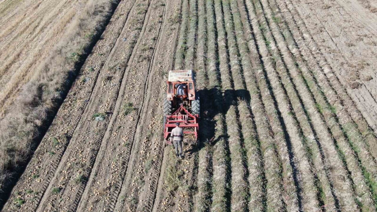 Kastamonu'da 7 bin 400 dekar alanda 30 bin ton patatesin