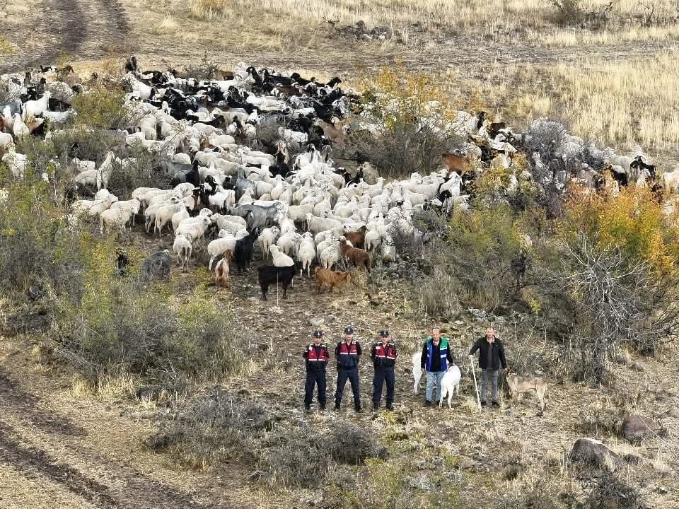 Ankara'nın Beypazarı ilçesinde kaybolan 544 küçükbaş hayvan, jandarma ekiplerinin hava