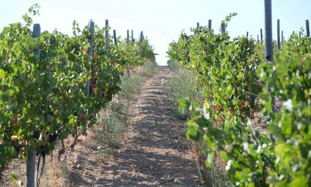 Kırklareli'de zirai dondan etkilenen 220 üreticiye toplamda 20 milyon 142