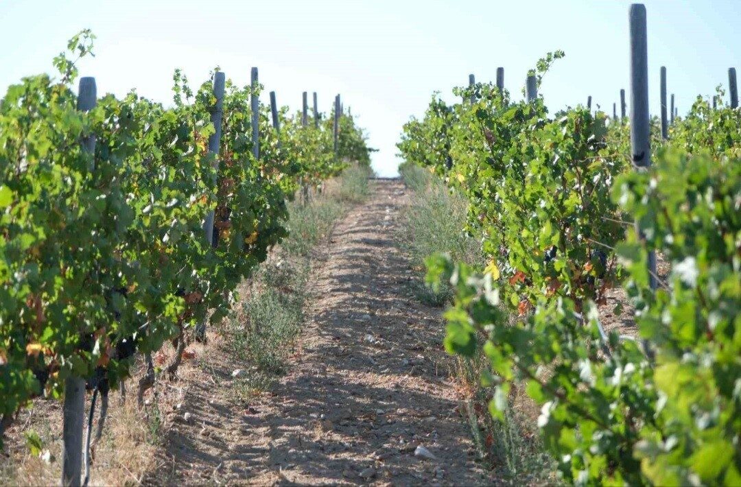 Kırklareli’nde Zirai Dondan Zarar Gören 220 Üreticiye 20 Milyon Liralık Destek Sağlanıyor