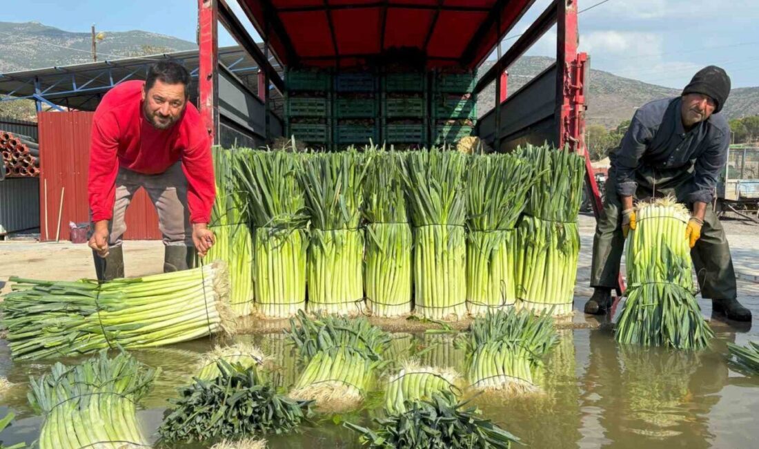 Menemen'de pırasanın hasadı başladı, üreticiler tarladan sofralara ürün ulaşmanın mutluluğunu