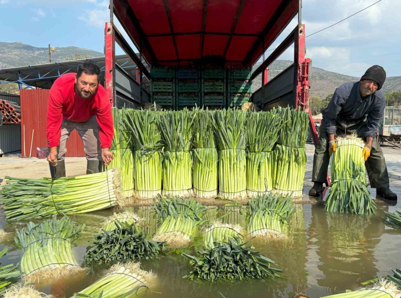 Menemen'de pırasanın hasadı başladı, üreticiler tarladan sofralara ürün ulaşmanın mutluluğunu