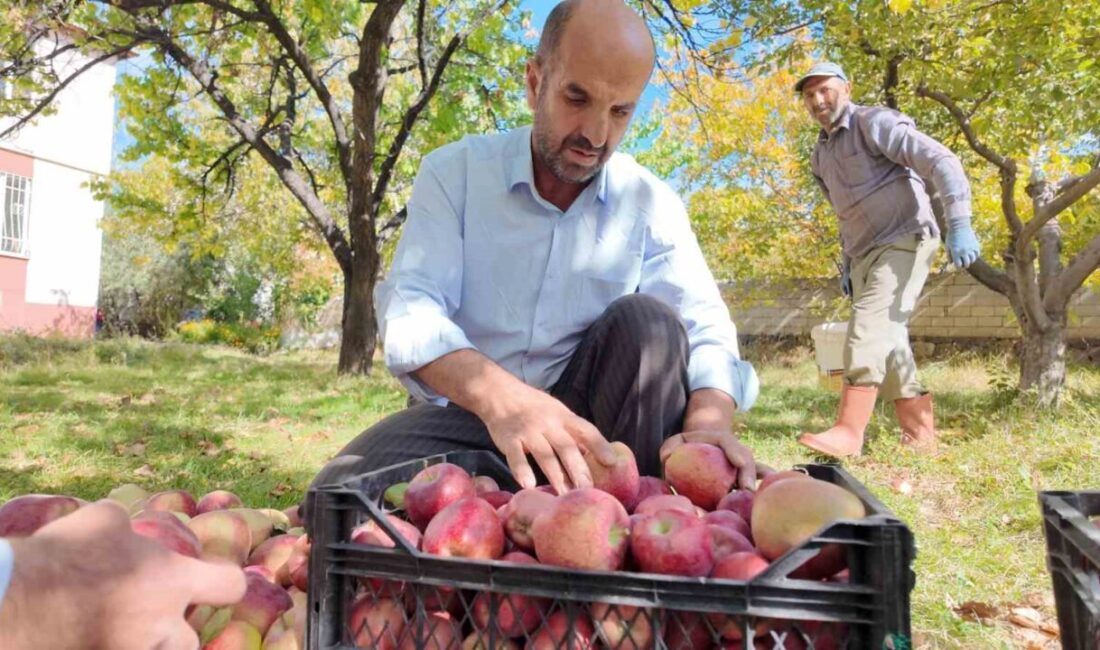 Erciş’te Elma Yetiştiricileri Kışlık Ürünlerin Hasadına Başladı Erciş ilçesinde elma yetiştiricileri, kış mevsimi için hasat sürecine başladı.